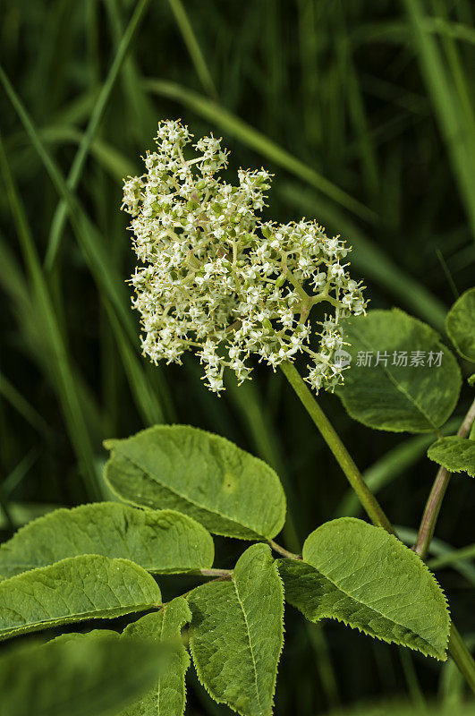 太平洋红接骨木，Sambucus racemosa，威廉王子海湾，阿拉斯加。